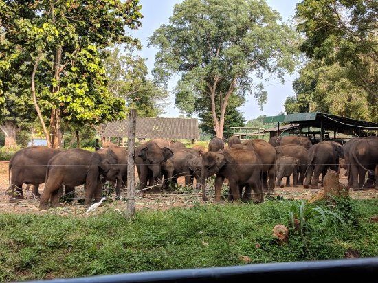 Centre de soin pour éléphants Udawalawe Elephant Transit Home